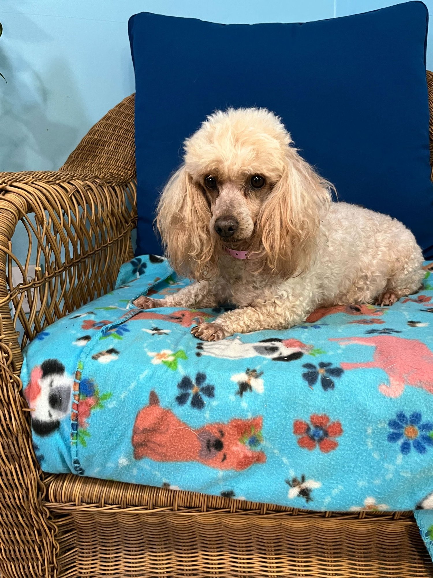 Dahla Rose Russell Dec 25 - Photo 3