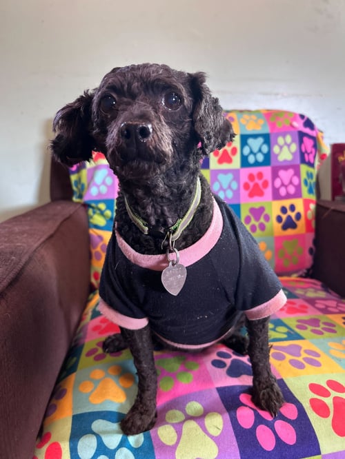 MISTY FEB 26 - Poodle (Miniature) available for adoption
