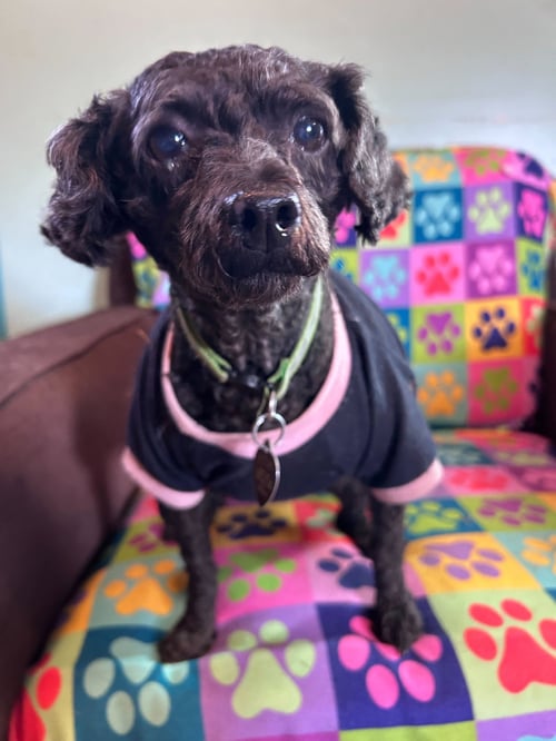 MISTY FEB 26 - Poodle (Miniature) available for adoption