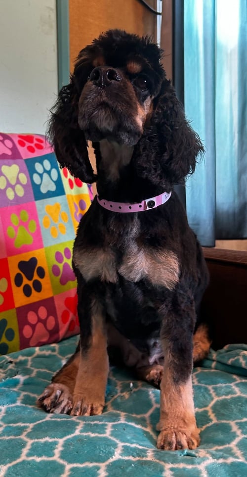 MALLORY MAR 26 - Cocker Spaniel available for adoption