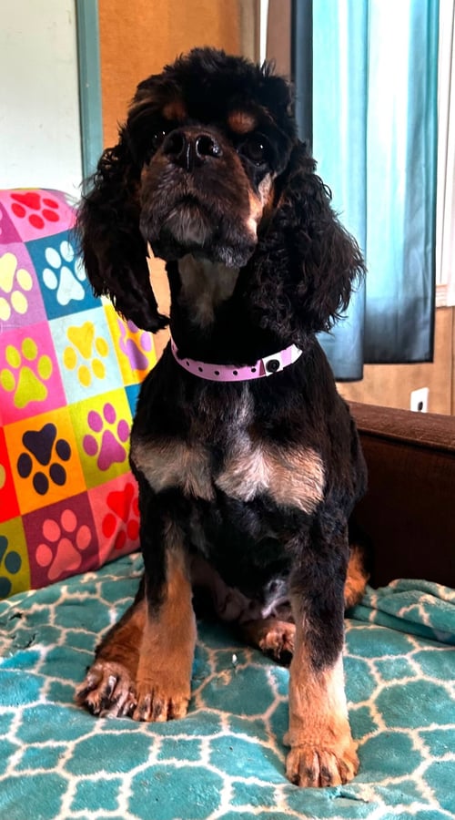MALLORY MAR 26 - Cocker Spaniel available for adoption