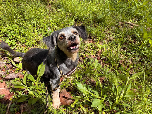 CASPER MAR 26 - Schnauzer / Poodle (Miniature) available for adoption