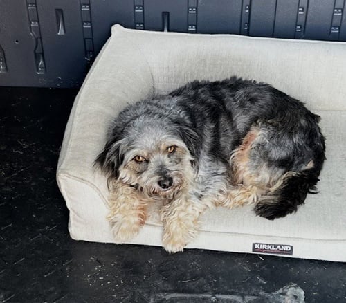 CASPER MAR 26 - Schnauzer / Poodle (Miniature) available for adoption