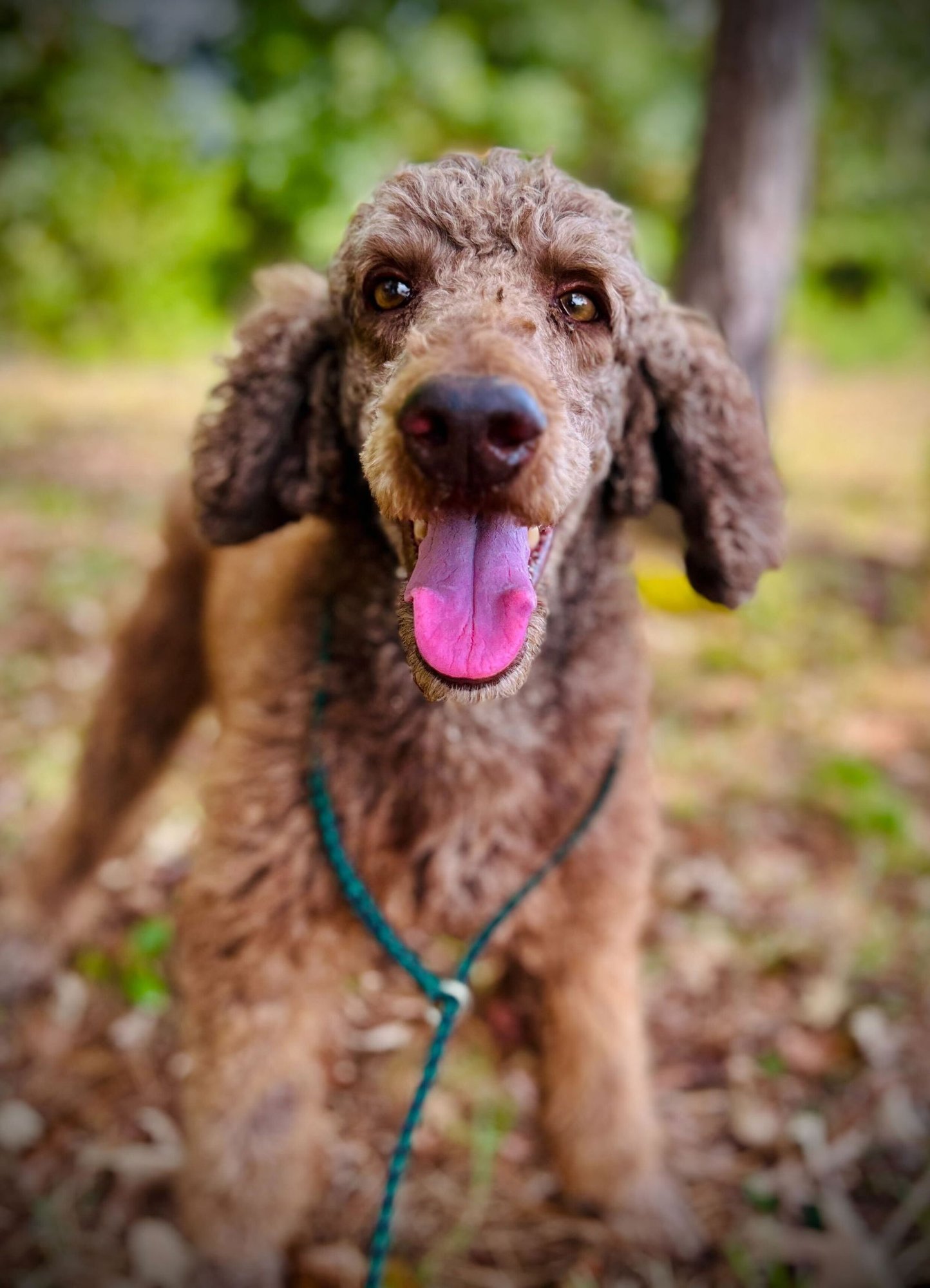 ABE SEP 25 - Poodle (Standard) available for adoption