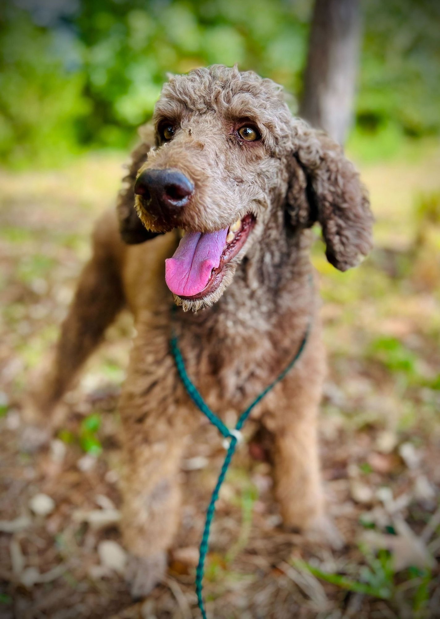 ABE SEP 25 - Poodle (Standard) available for adoption