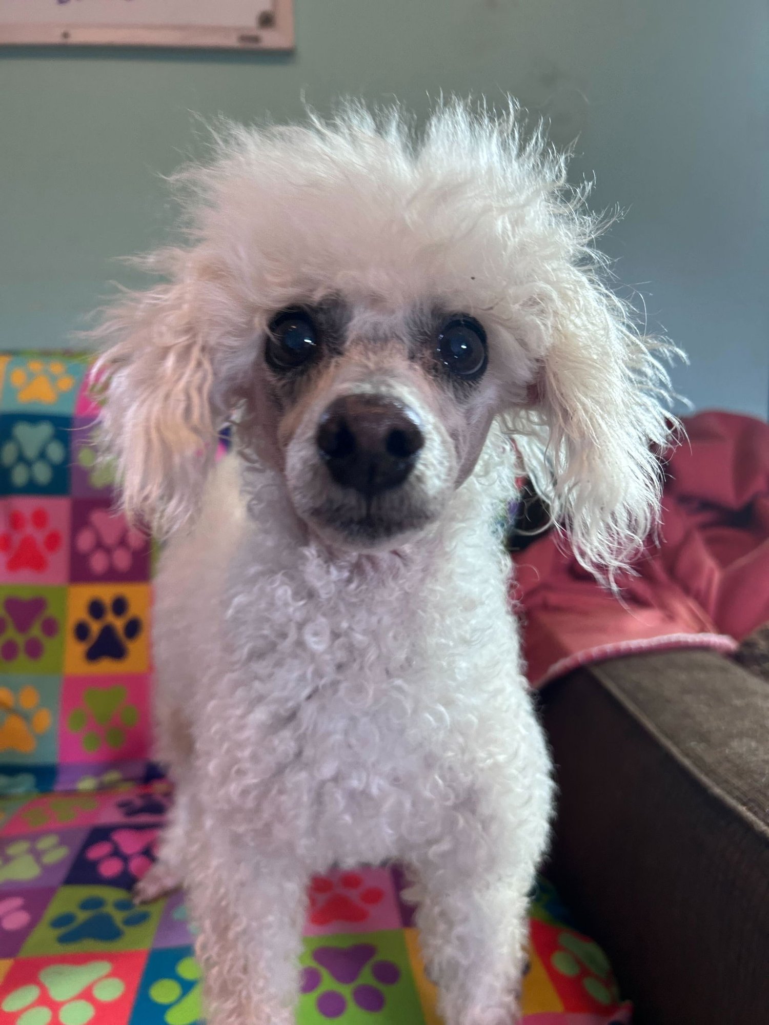 PETEY DEC 25 - Poodle (Miniature) available for adoption