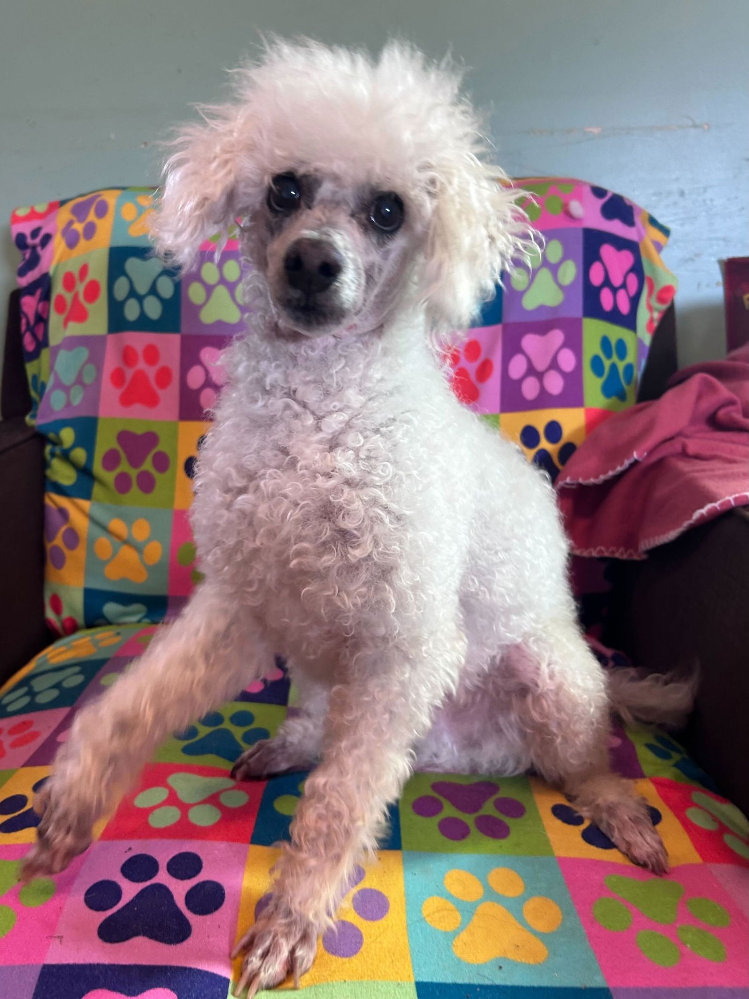 PETEY DEC 25 - Poodle (Miniature) available for adoption