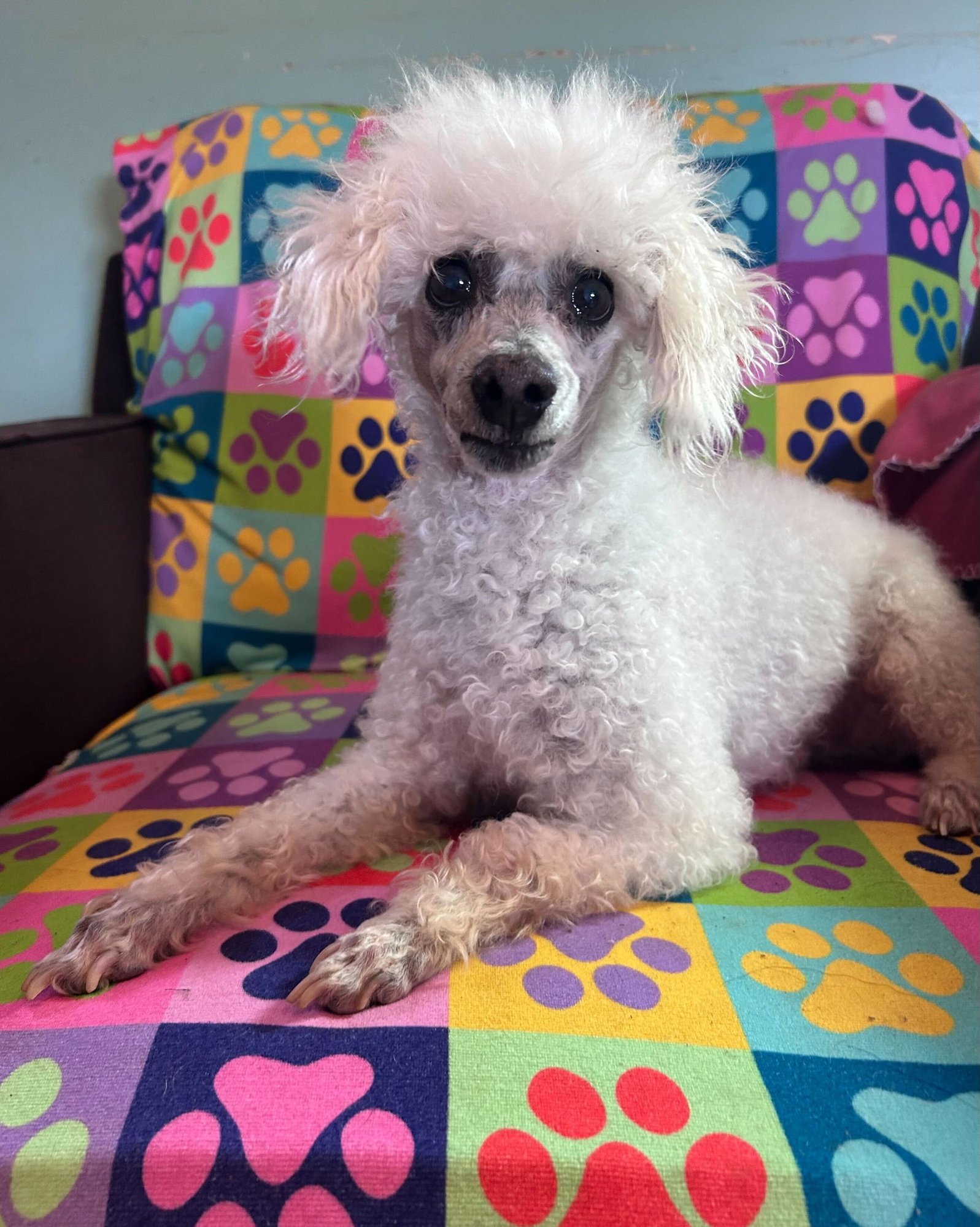 Petey Dec 25 - Photo 4