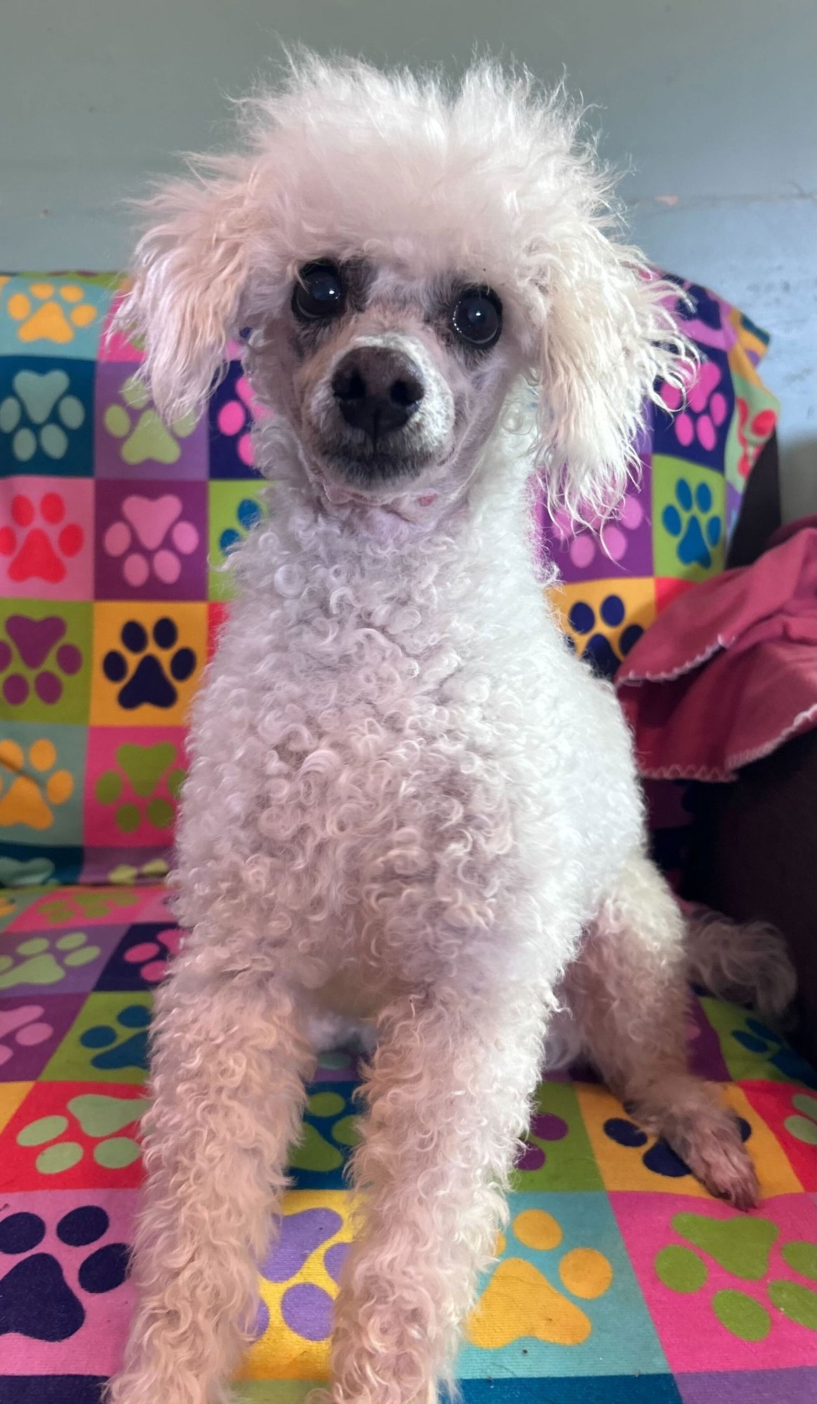 Petey Dec 25 - Photo 5