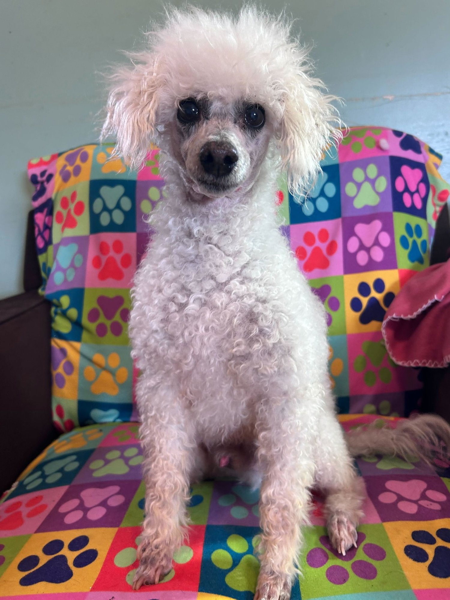 Petey Dec 25 - Photo 6