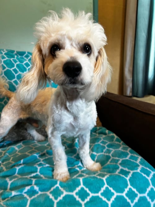 JACK MAR 26 - Shih Tzu / Poodle (Miniature) available for adoption
