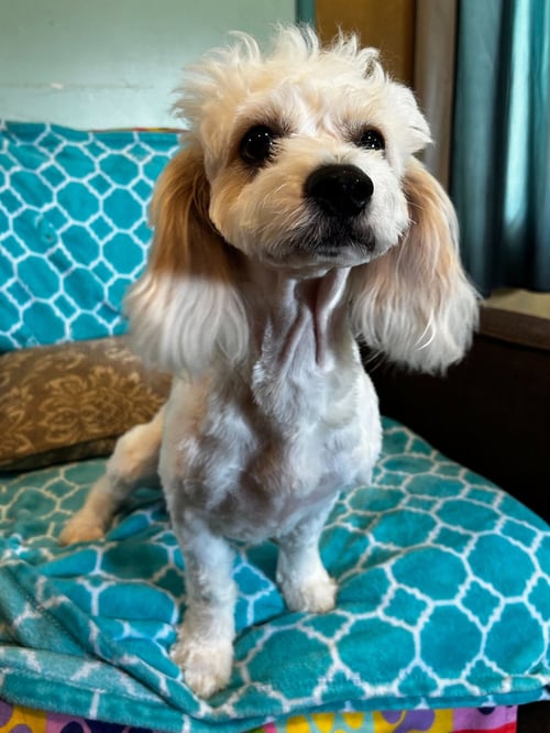JACK MAR 26 - Shih Tzu / Poodle (Miniature) available for adoption