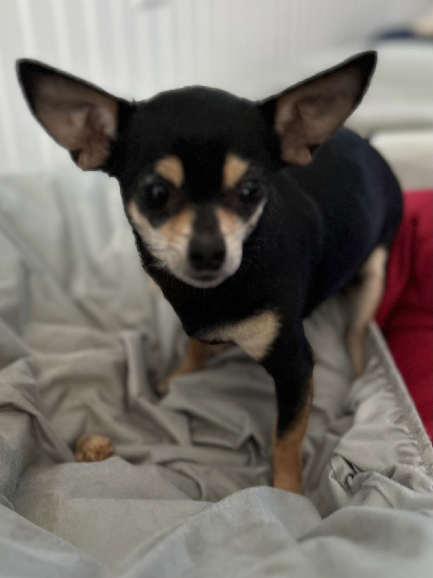 THELMA OCT 25 WITH LOUISE OCT 25 - Chihuahua available for adoption