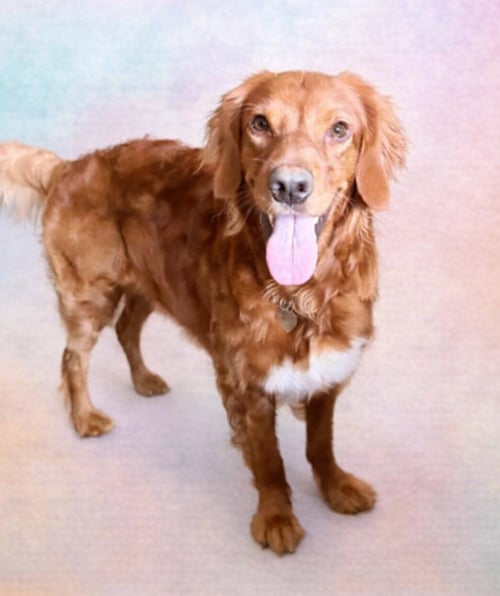 GABBY - JAN 25 - MY HEART IS SPECIAL - Irish Setter / Golden Retriever available for adoption