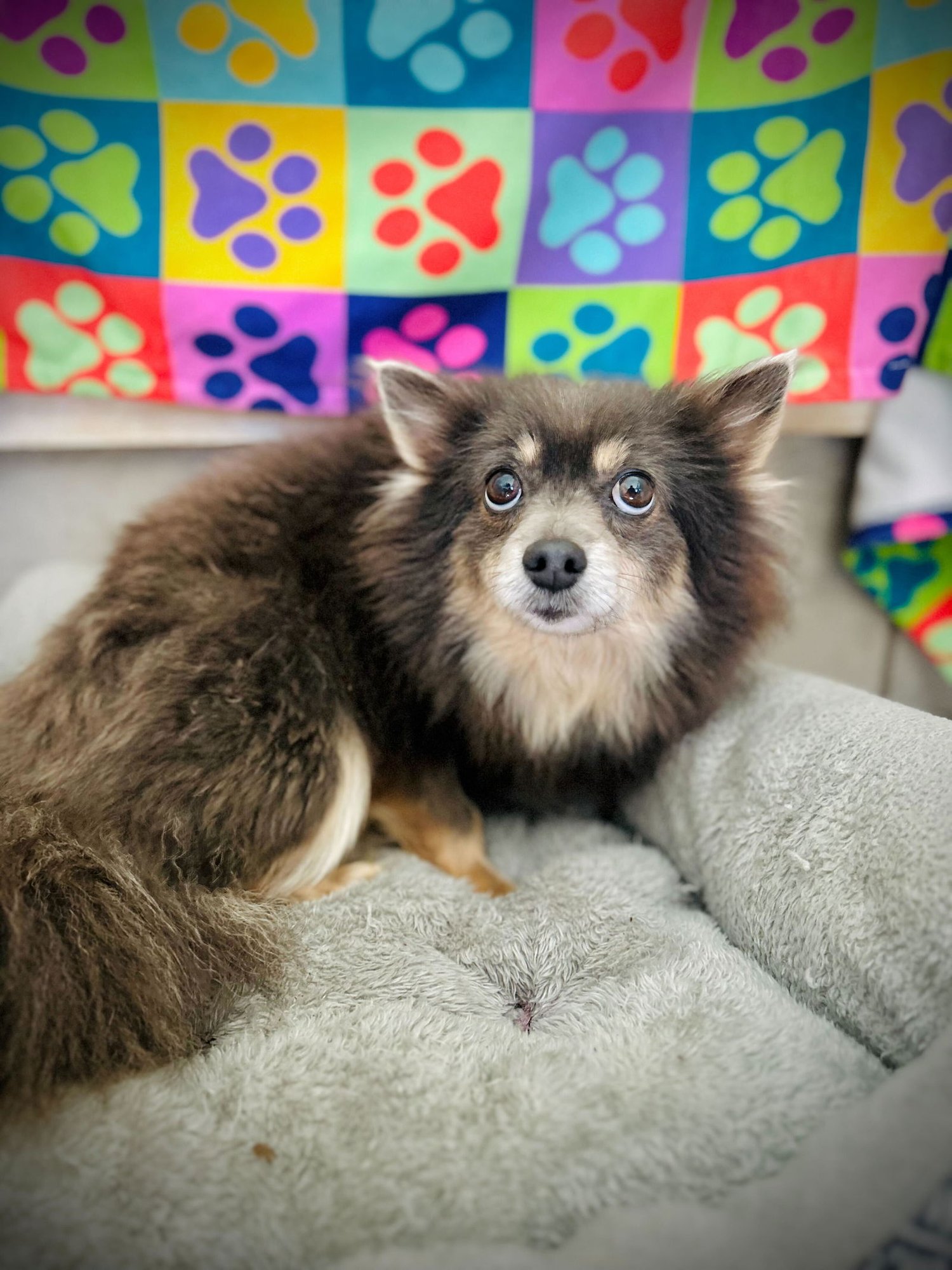 BIRDIE MAR 25 - Pomeranian available for adoption
