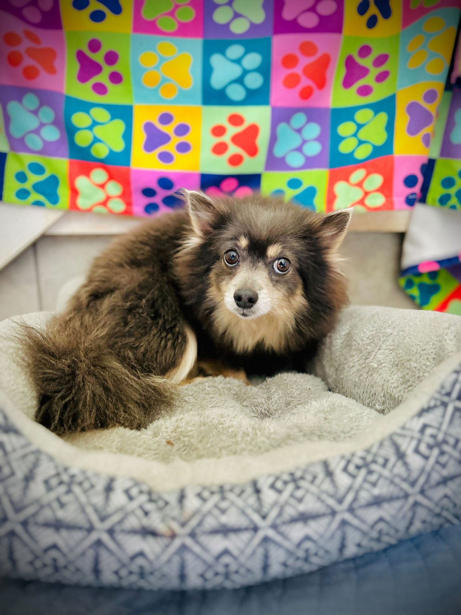 BIRDIE MAR 25 - Pomeranian available for adoption
