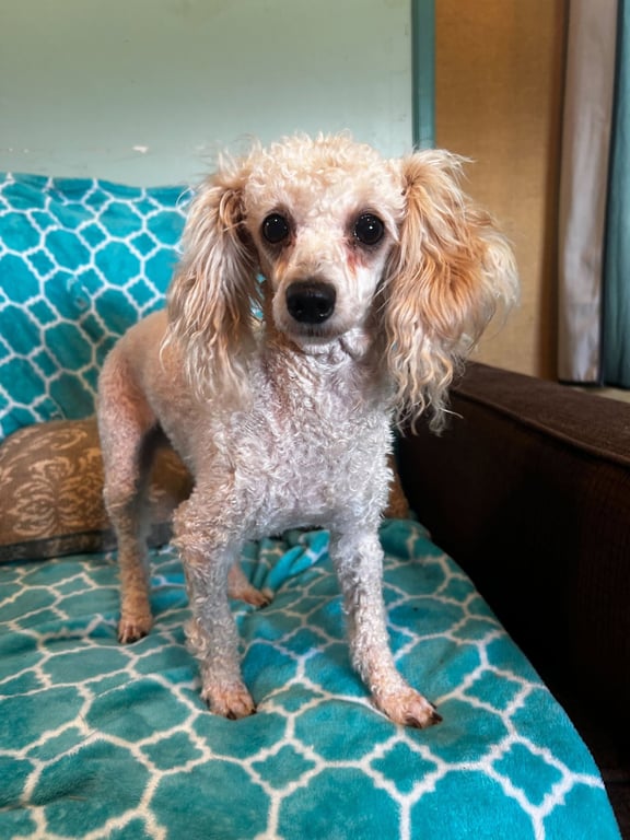 Adelaide Mar 26 Image