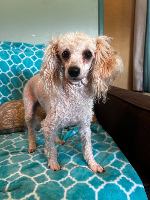 ADELAIDE MAR 26 - Shih Tzu / Poodle (unknown type) available for adoption