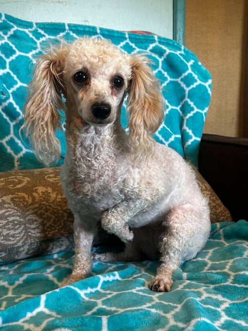 ADELAIDE MAR 26 - Shih Tzu / Poodle (unknown type) available for adoption