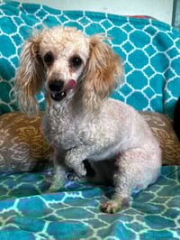 Adelaide Mar 26 - Photo 3