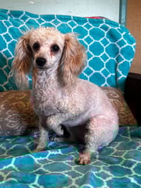 Adelaide Mar 26 - Photo 4