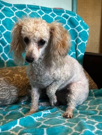 Adelaide Mar 26 - Photo 5