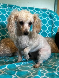 Adelaide Mar 26 - Photo 6