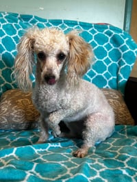 Adelaide Mar 26 - Photo 7