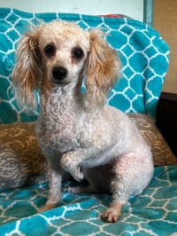 Adelaide Mar 26 - Photo 8