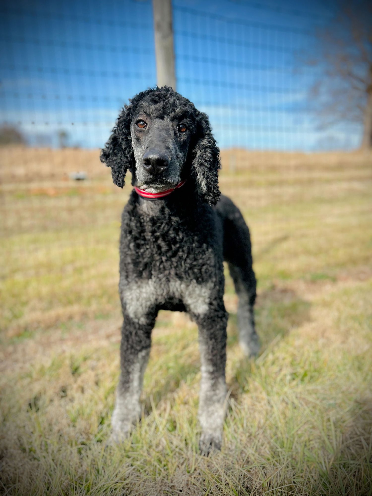 BENTLEY OAKES DEC 25 - Poodle (Standard) available for adoption