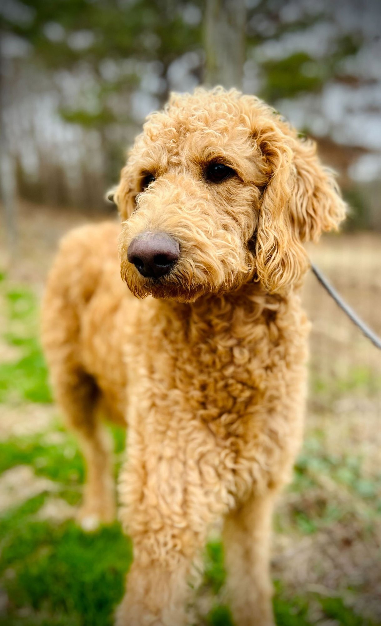 GINGER OF EARL NOV 25 - Poodle (Standard) available for adoption