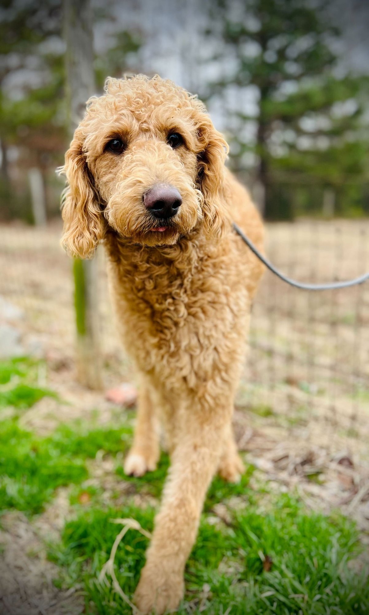 Ginger of Earl Nov 25 - Photo 4