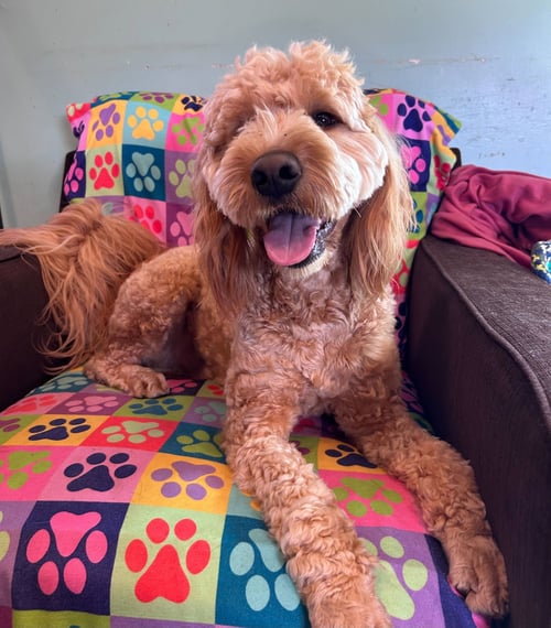 HANK DEC 25 - Golden Retriever / Poodle (Standard) available for adoption