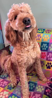 Hank Dec 25 - Photo 3