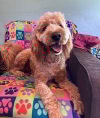 Hank Dec 25 - Photo 4