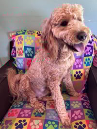 Hank Dec 25 - Photo 5