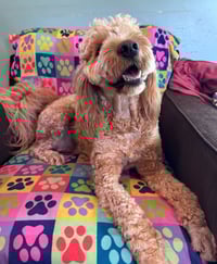 Hank Dec 25 - Photo 6