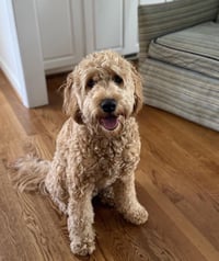 Hank Dec 25 - Photo 8