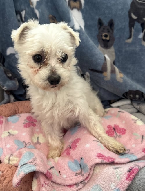 MARIO MAR 26 - Maltese / Poodle (Toy) available for adoption
