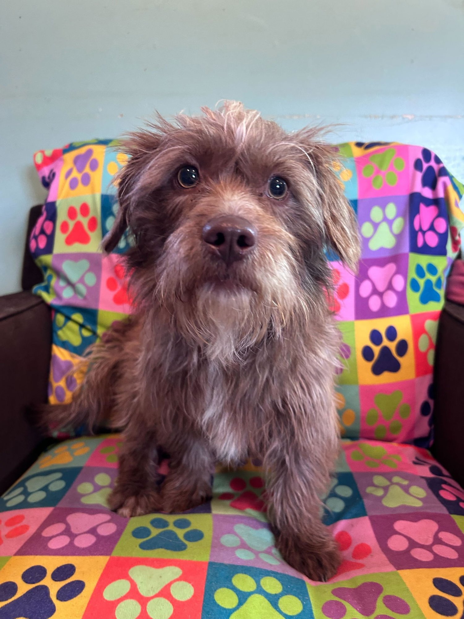 MATEO JAN 26 - Terrier / Poodle (Miniature) available for adoption