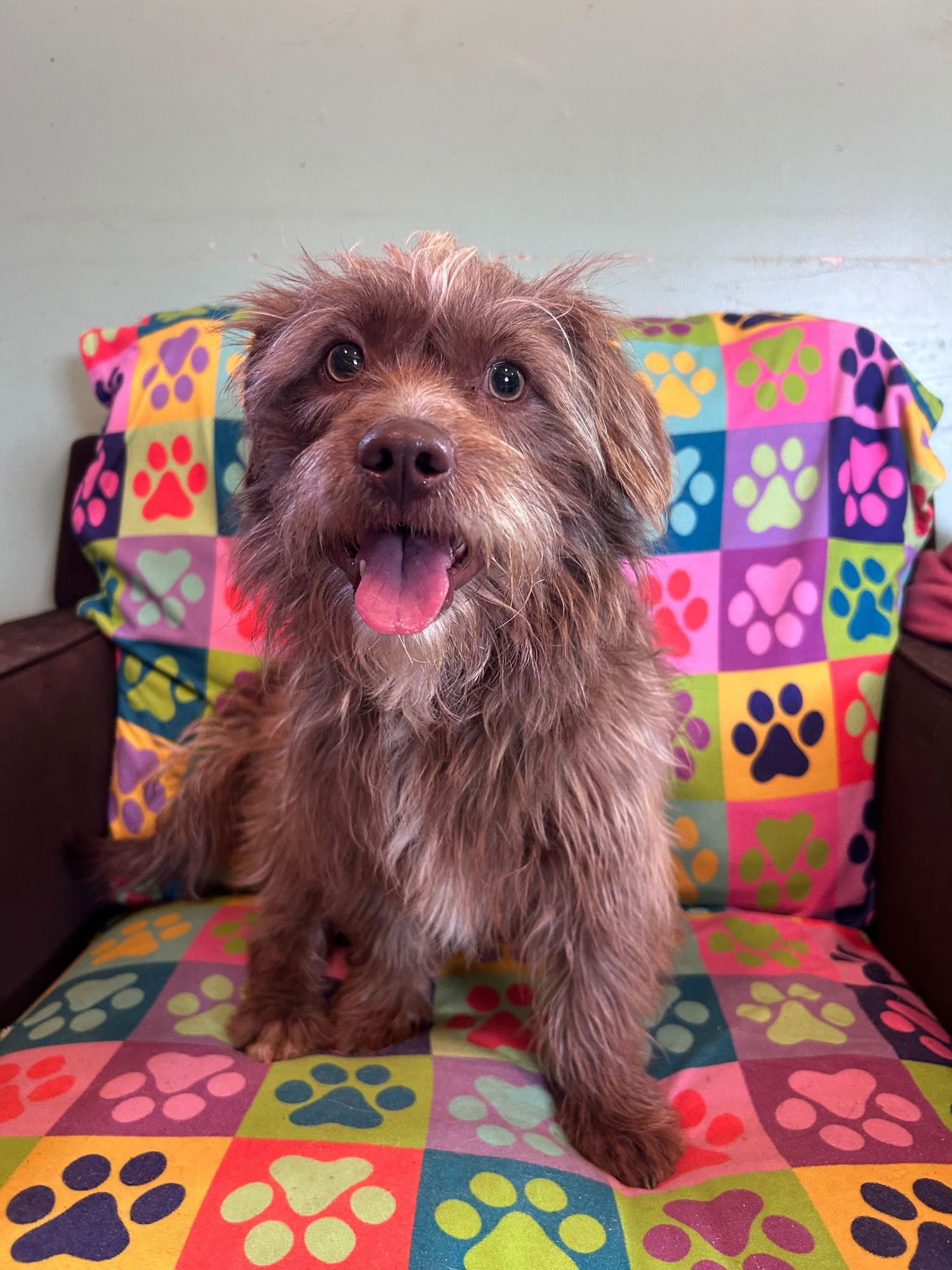 MATEO JAN 26 - Terrier / Poodle (Miniature) available for adoption