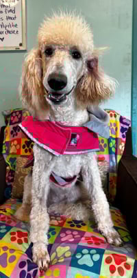 Ginger Mar 26 - Photo 1