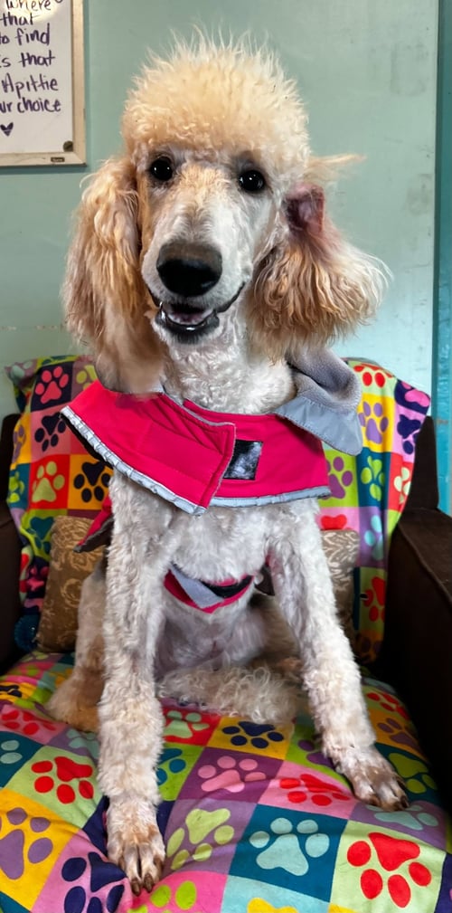 GINGER MAR 26 - Poodle (Standard) available for adoption