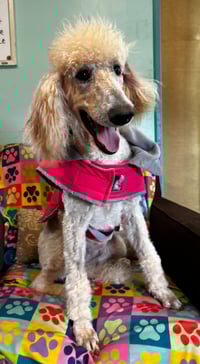 Ginger Mar 26 - Photo 2