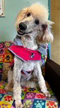 Ginger Mar 26 - Photo 3