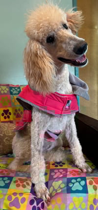 Ginger Mar 26 - Photo 4