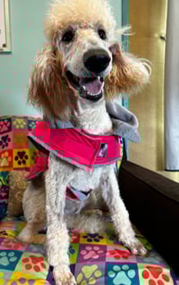 Ginger Mar 26 - Photo 5