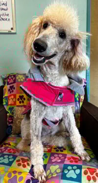 Ginger Mar 26 - Photo 6