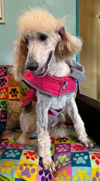 Ginger Mar 26 - Photo 7