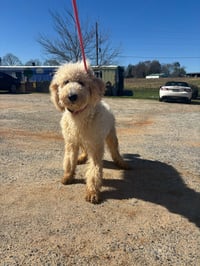 Ginger Mar 26 - Photo 8